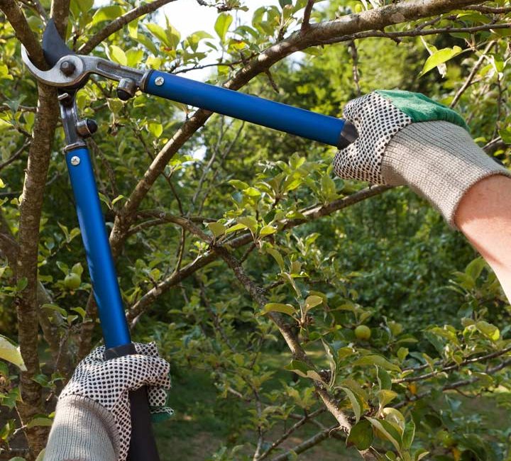 tree trimming with pruning shear and safety gloves