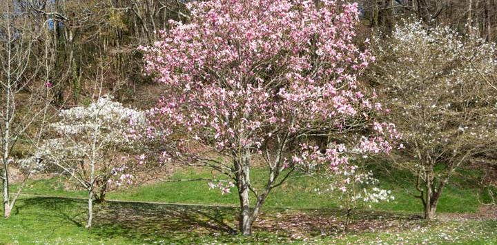 planted Cherry Blossom Tree